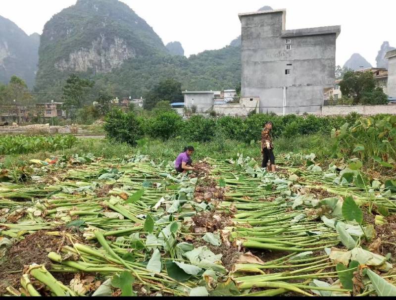 广西精品芋头槟榔芋荔浦芋头大量上市粉糯量大从