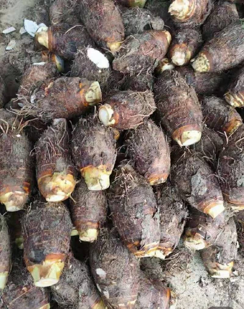 广西精品芋头槟榔芋荔浦芋头大量上市粉糯量大从