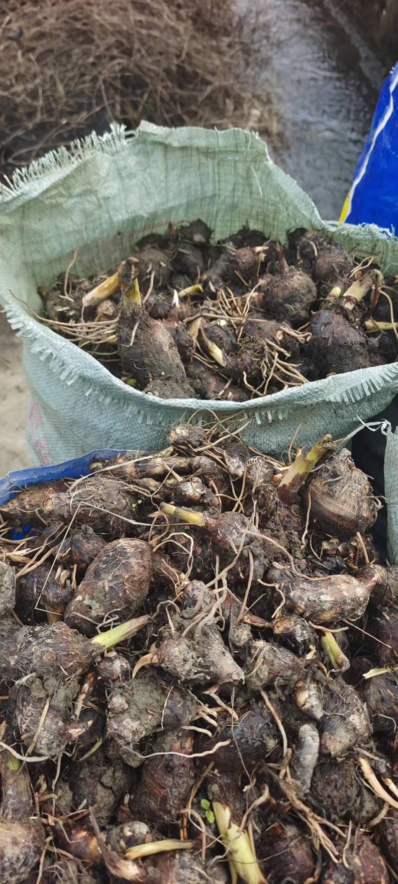 广西精品芋头槟榔芋荔浦芋头大量上市粉糯量大从