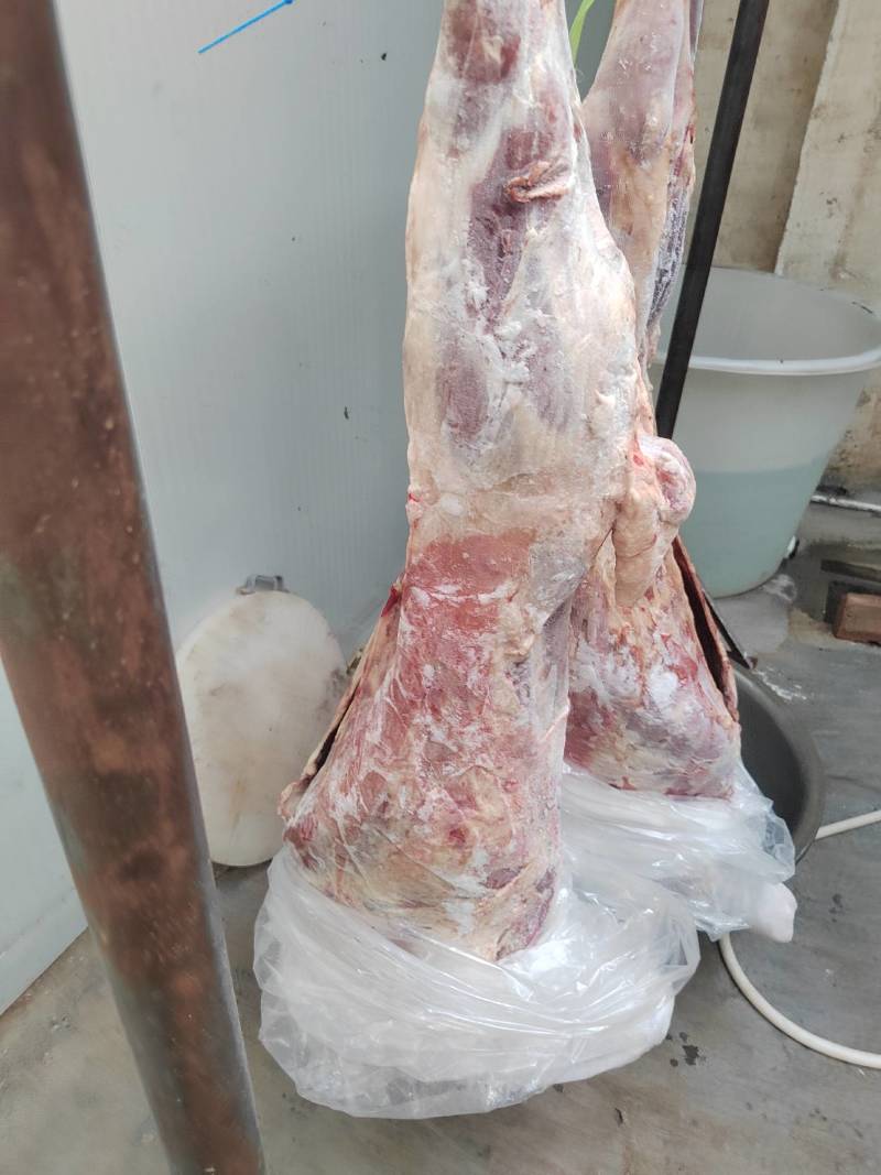 烤全羊白条羊酮体四分体一手货源欢迎订购