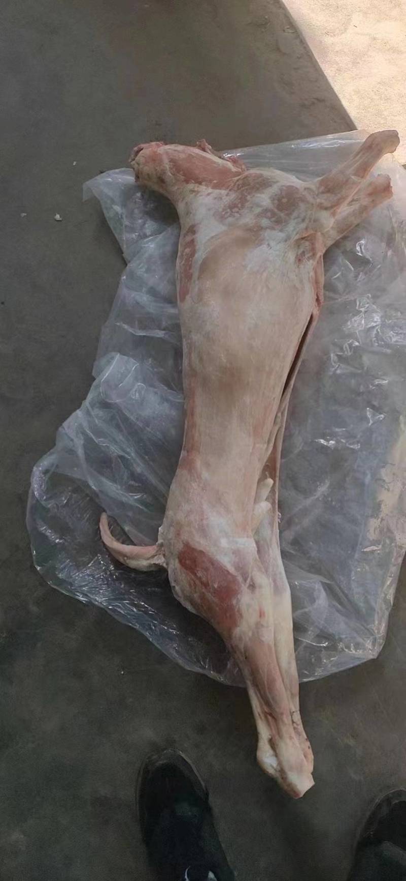 烤全羊白条羊酮体四分体一手货源欢迎订购