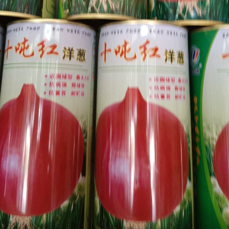 十吨红适宜甘肃新疆内蒙种植色泽红亮个头大抗裂