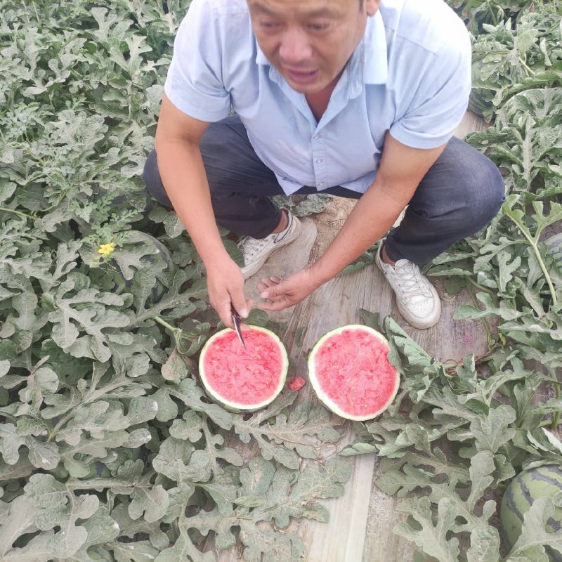 甘肃产地精品大棚无籽美都台农大量供应保质保量对接全国客商
