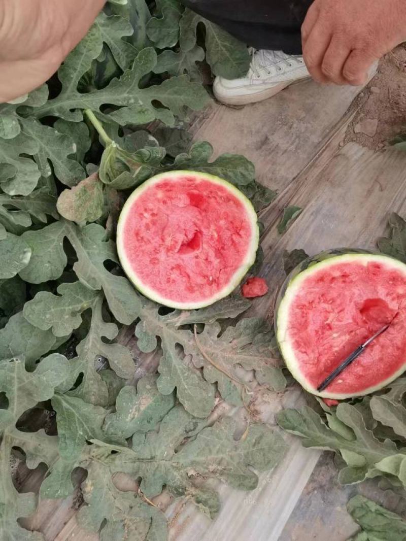 甘肃产地精品大棚无籽美都台农大量供应保质保量对接全国客商