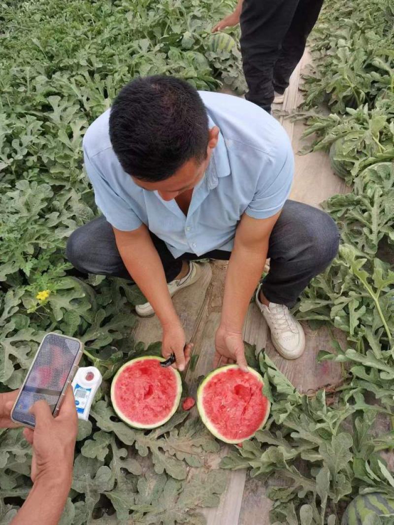 甘肃产地精品大棚无籽美都台农大量供应保质保量对接全国客商