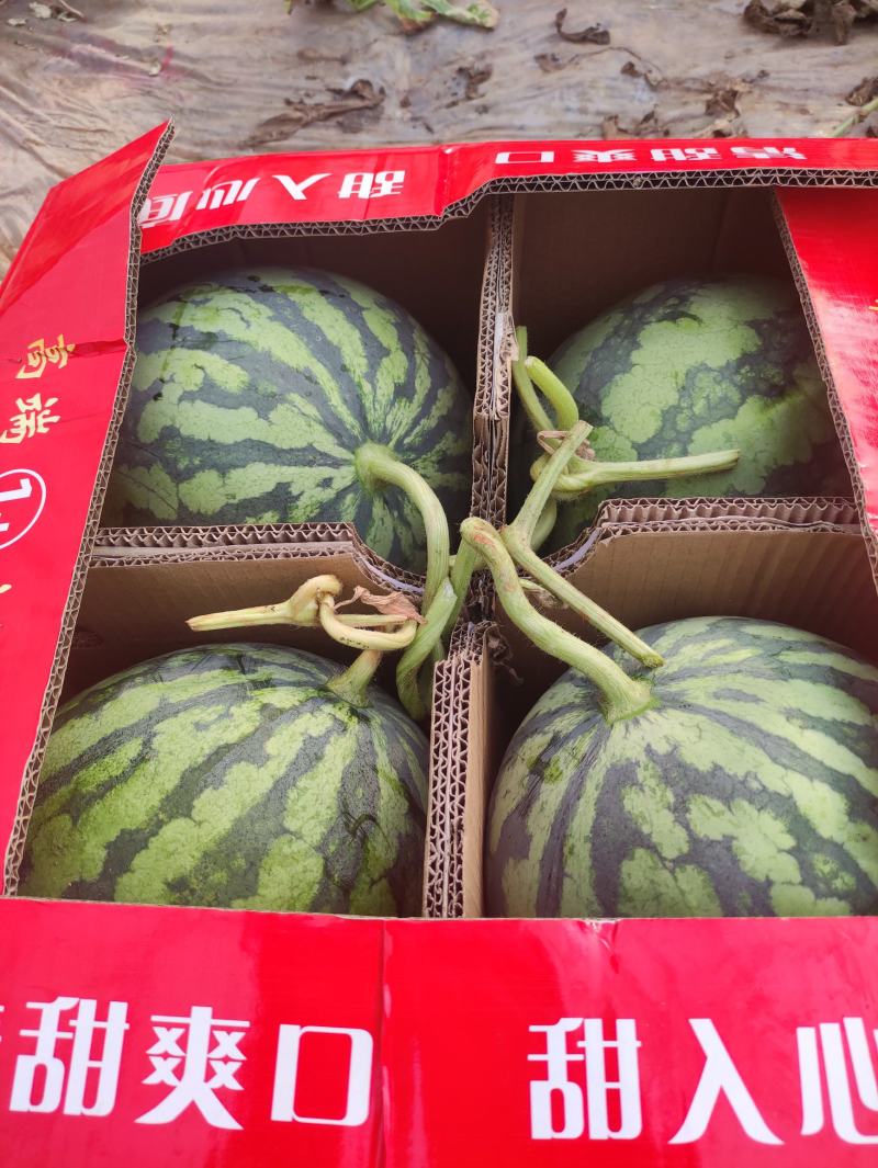 甘肃产地精品大棚无籽美都台农大量供应保质保量对接全国客商