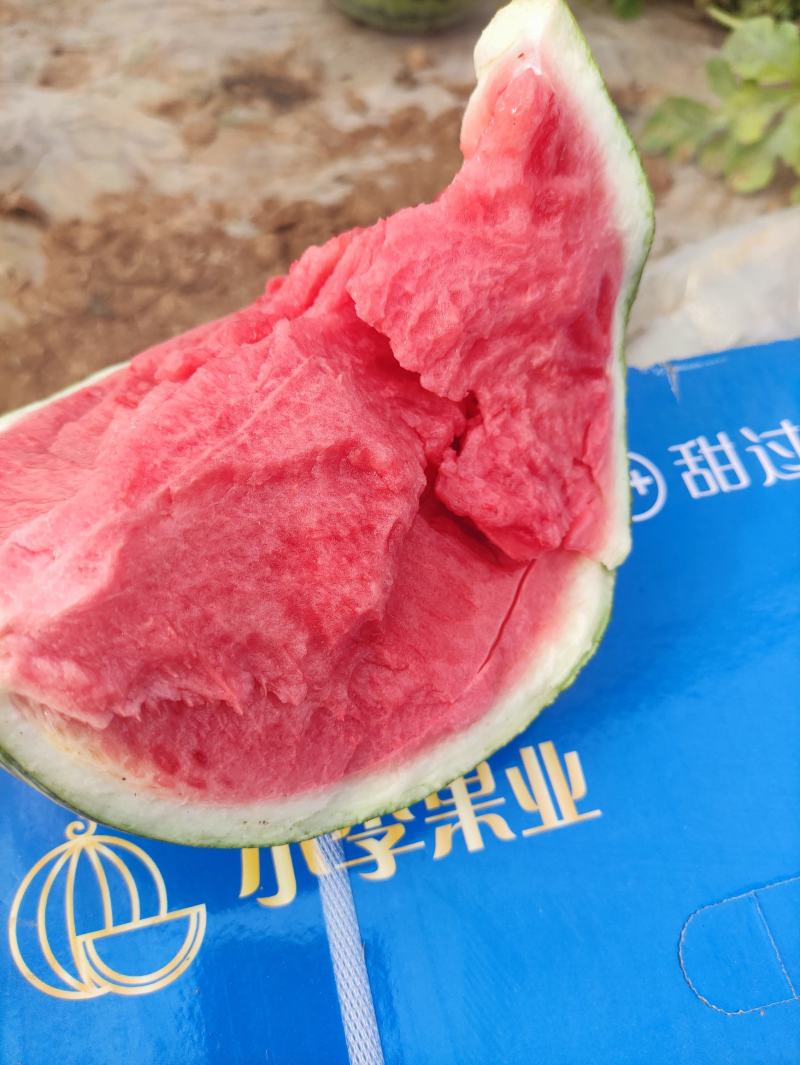 甘肃产地精品大棚无籽美都台农大量供应保质保量对接全国客商
