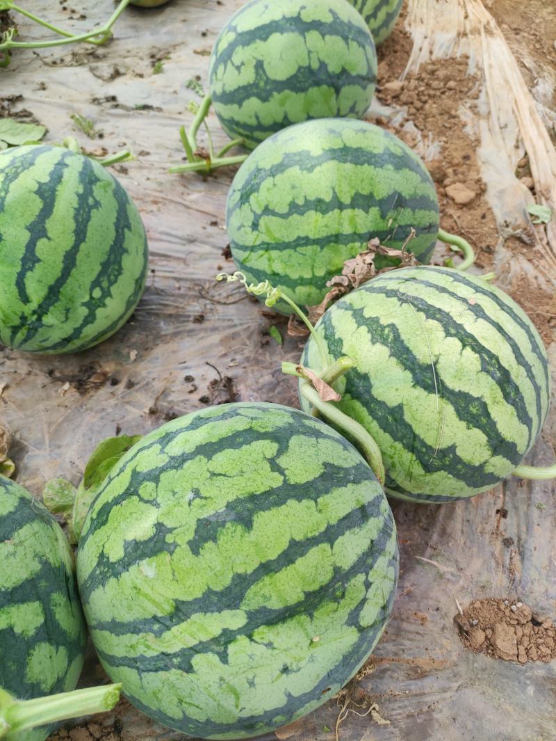 甘肃产地精品大棚无籽美都台农大量供应保质保量对接全国客商