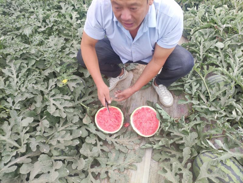 甘肃产地精品大棚无籽美都台农大量供应保质保量对接全国客商