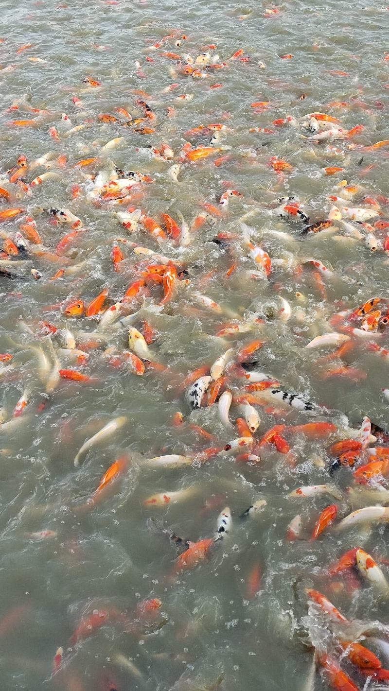 在家里养一池塘锦鲤欣赏是什么体验！锦鲤鱼苗，红白锦鲤，