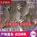 活体鹧鸪呱呱鸡场地直发