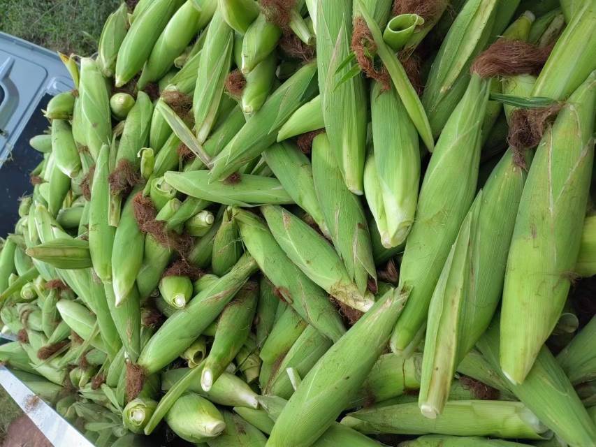 现代超市生鲜区,冷柜中整齐陈列着真空包装的新鲜甜玉米棒,部分带有“有机”“非转基因”标签,背景有其他蔬菜和购物篮,体现日常选购场景 超市货架上摆放着新鲜包装的甜玉米和有机食品标签特写