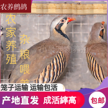 活体鹧鸪养殖场发货