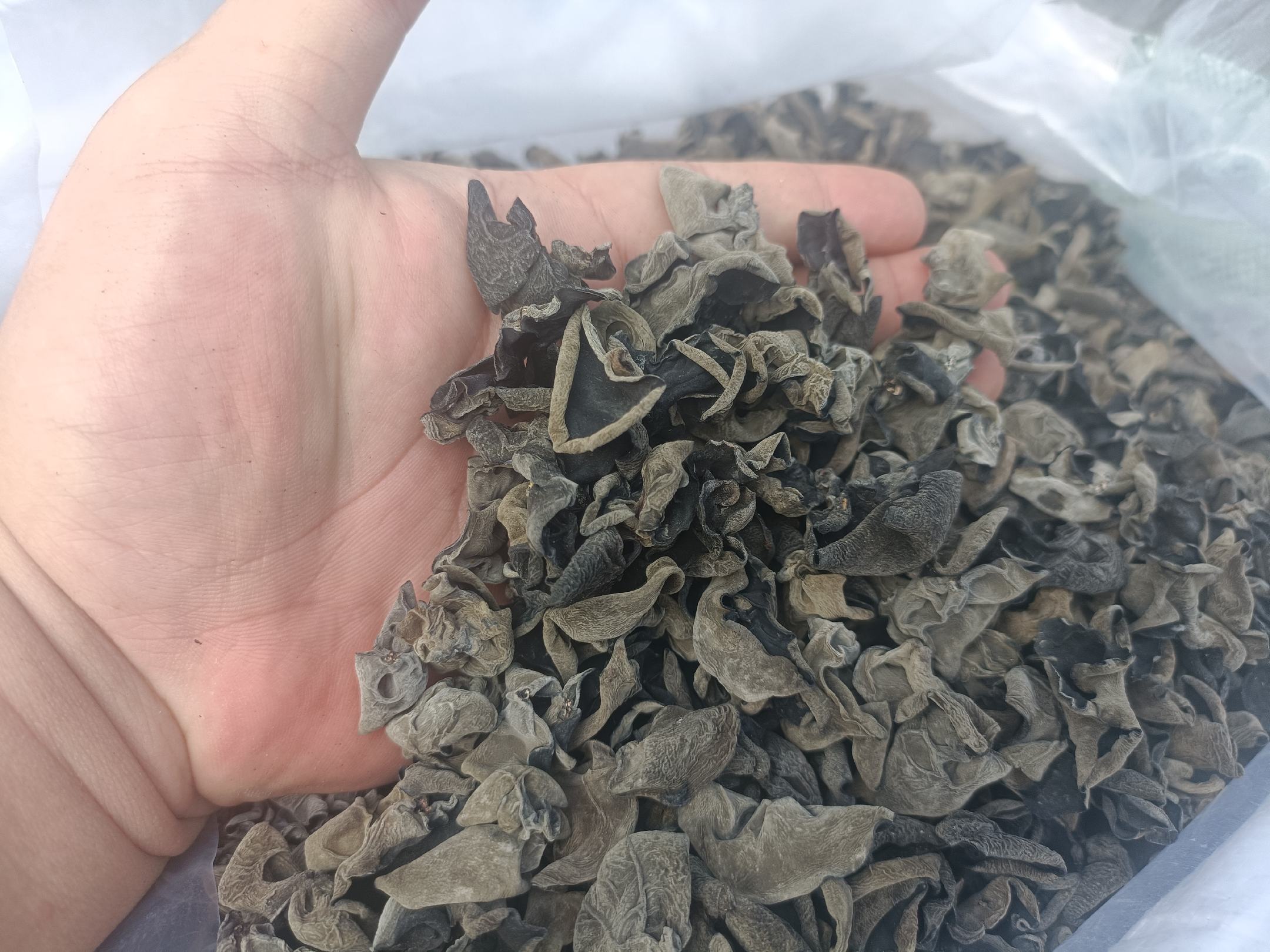 秋木耳储存对比图