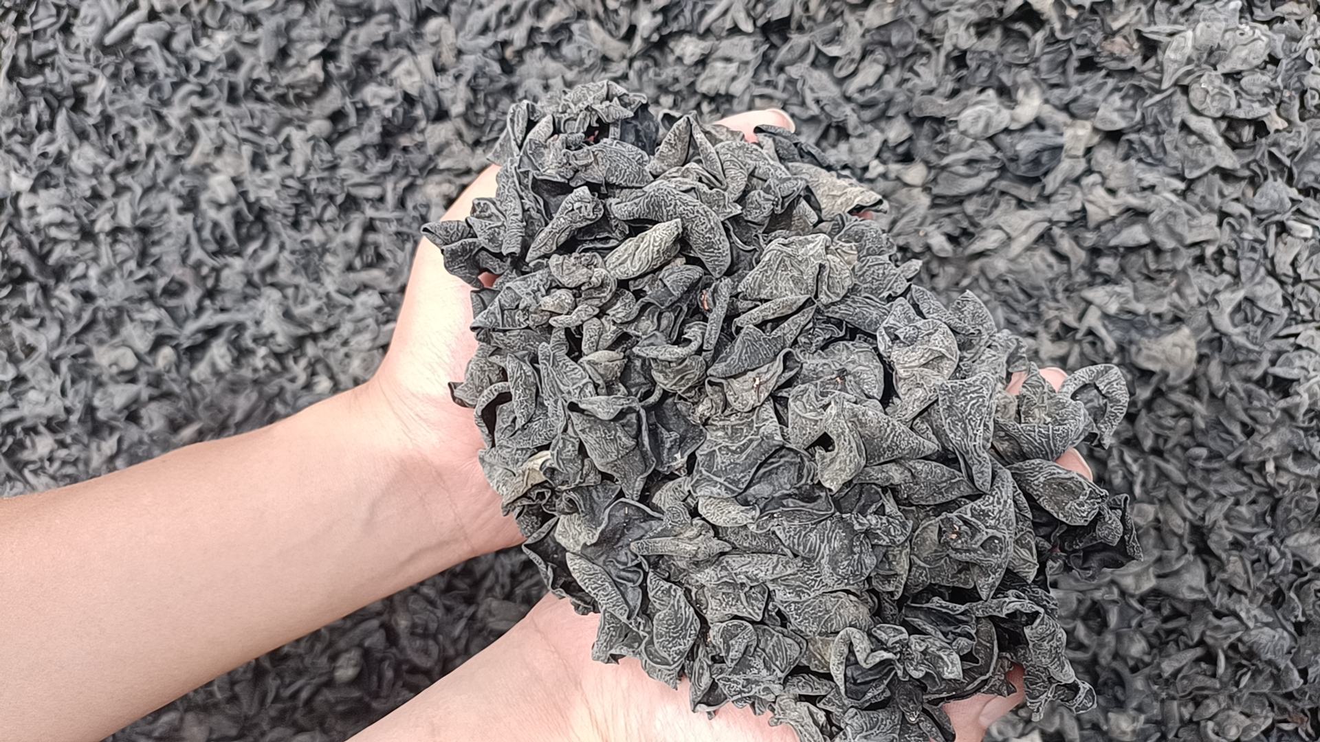 黑龙江伊春椴木秋木耳地理标志产品专用标识与检测报告样本