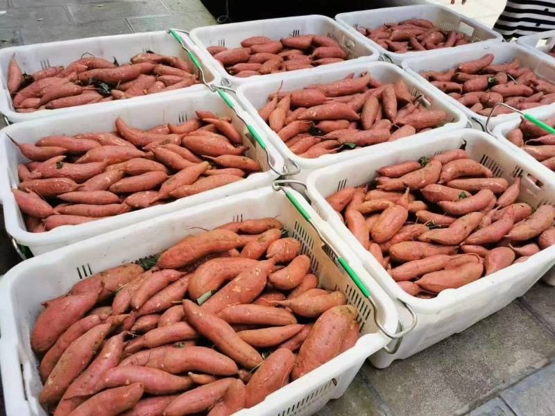 《实力》广西红薯精品西瓜红红薯大量上市产地一手货源