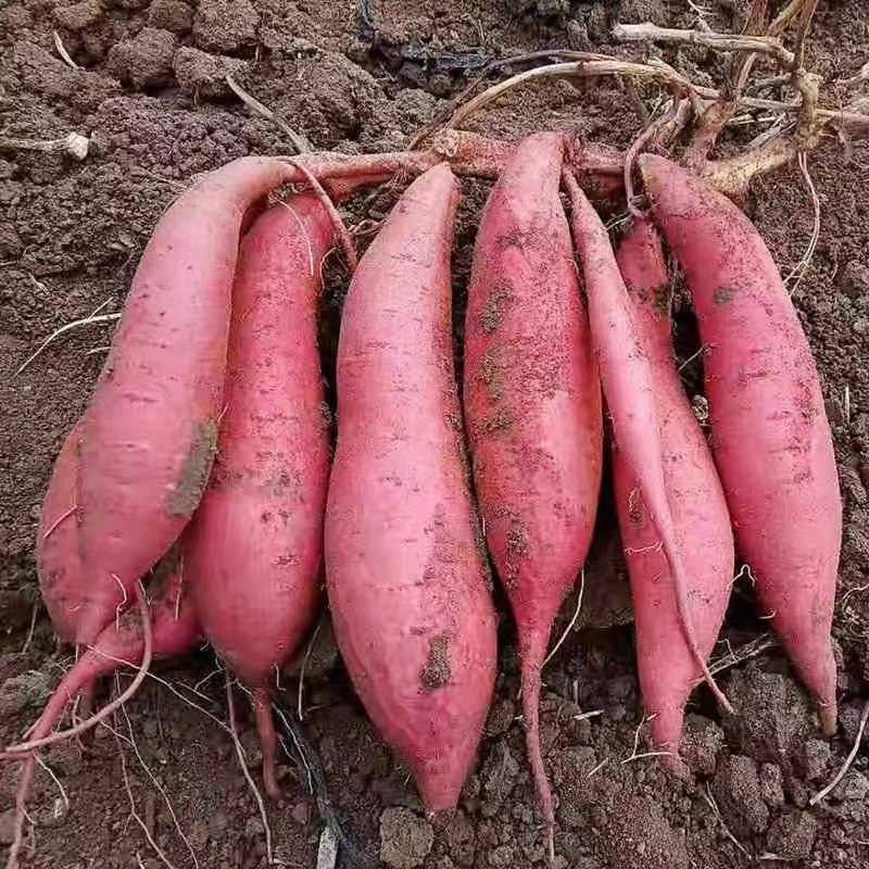 《推荐》广西精品西瓜红红薯大量上市现挖现发欢迎来订购