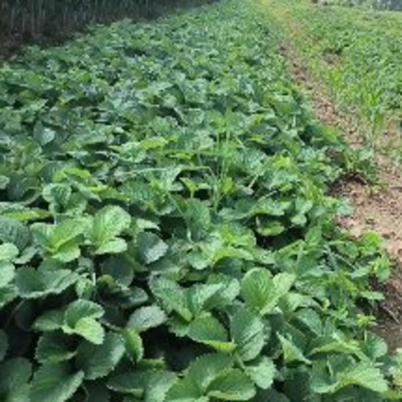 潍坊市安丘市白草莓苗等，自家的草莓苗繁育基地！质量有保障！！