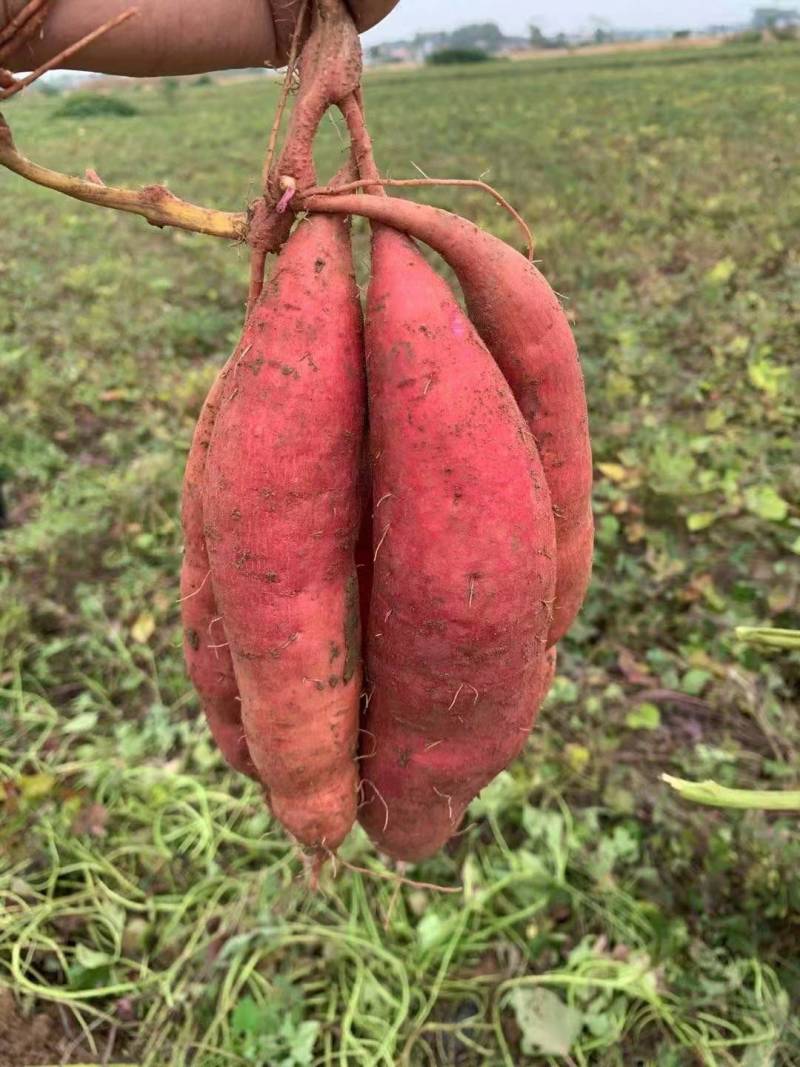 《推荐》广西精品西瓜红红薯大量上市现挖现发欢迎来订购