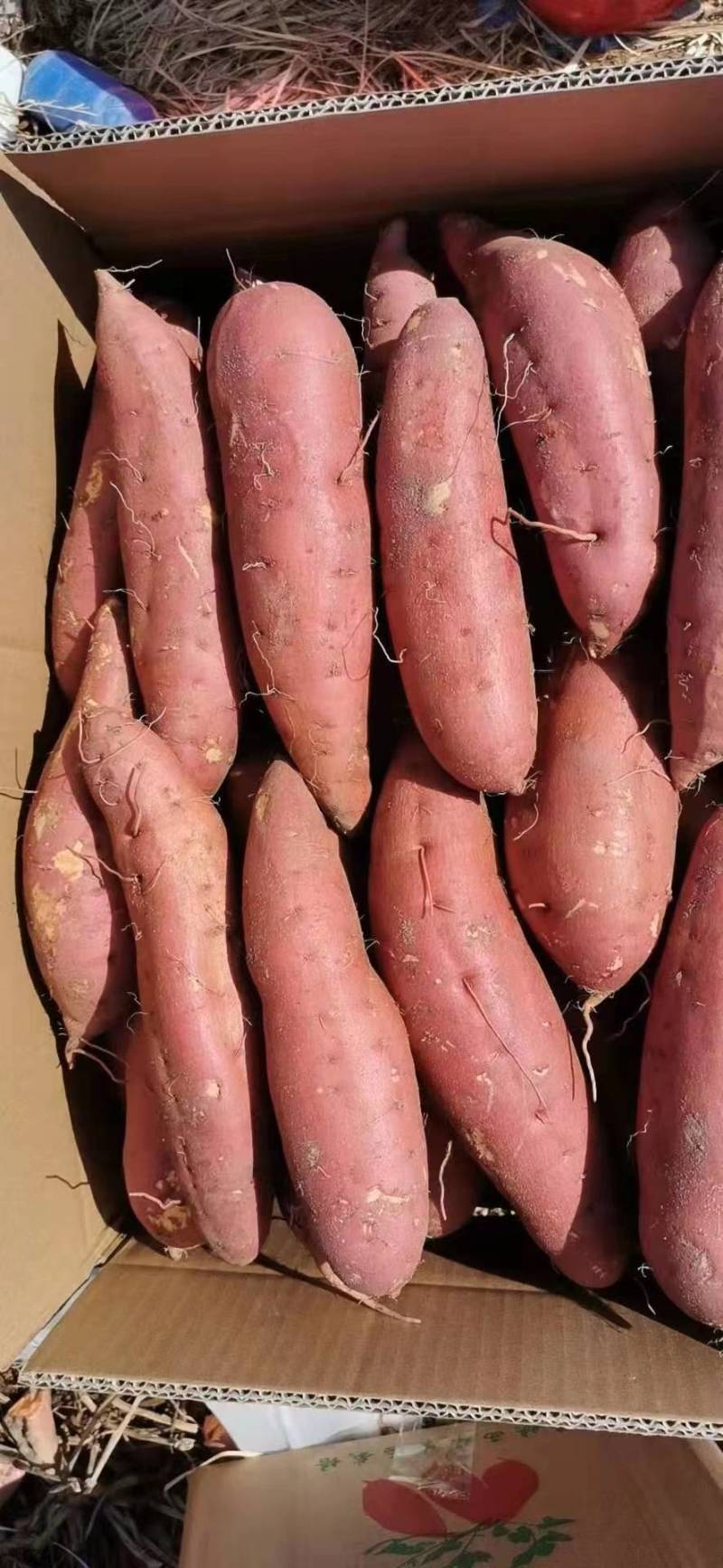 《推荐》广西精品西瓜红红薯大量上市现挖现发欢迎来订购