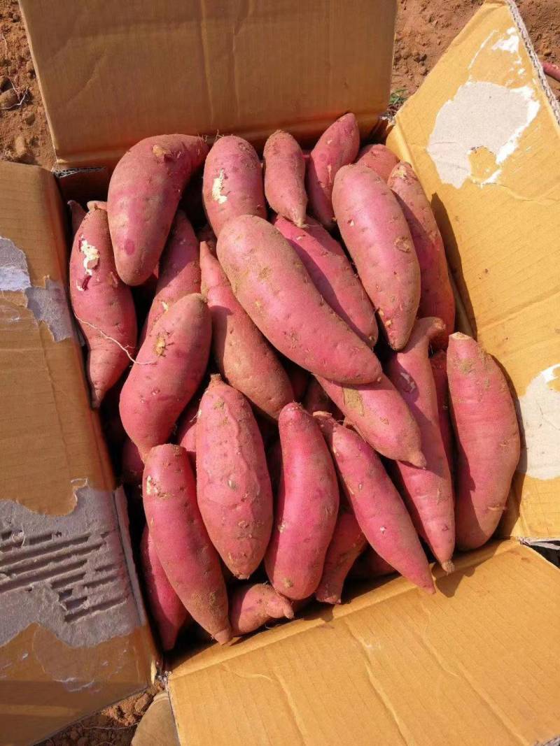 《推荐》广西精品西瓜红红薯大量上市现挖现发欢迎来订购