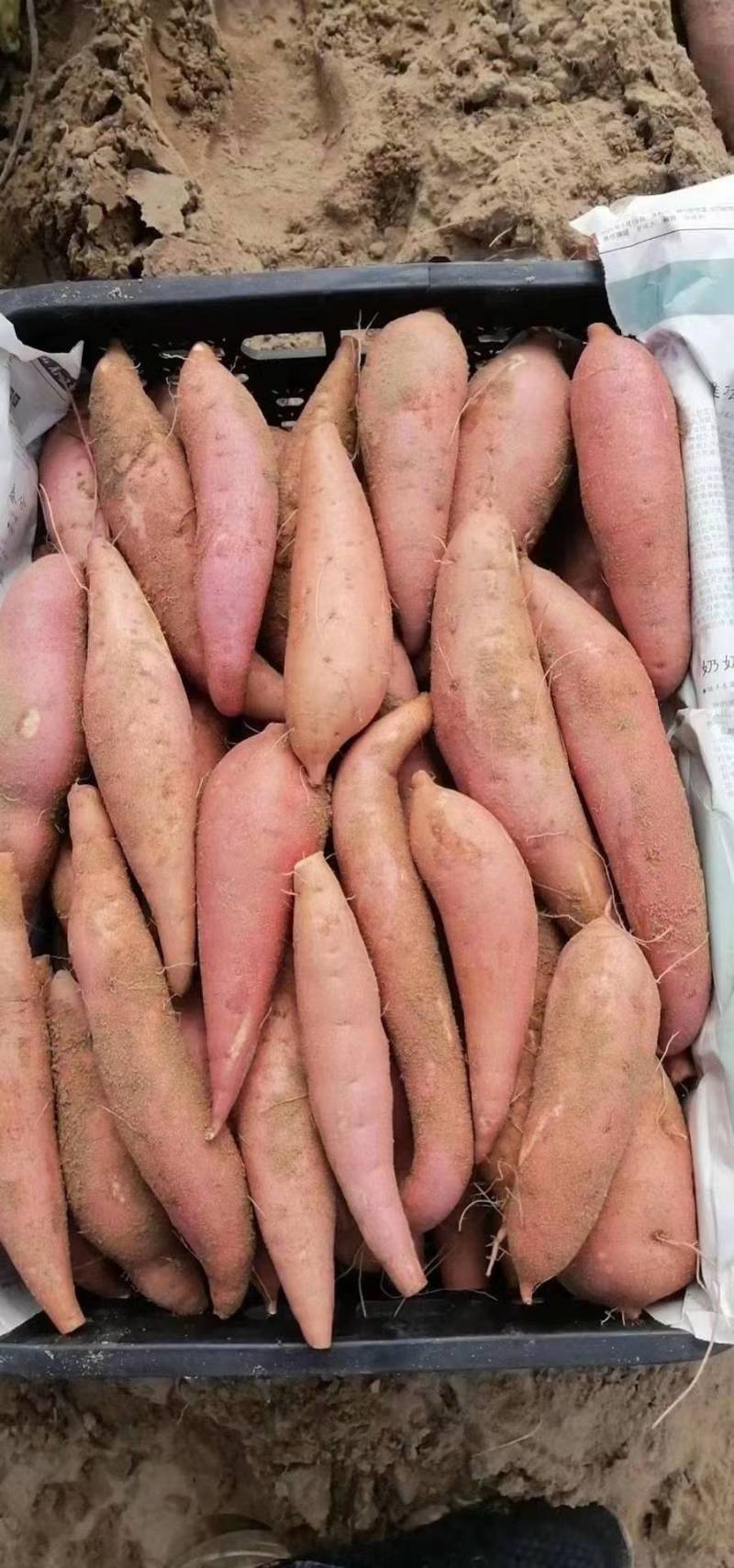 《推荐》广西精品西瓜红红薯大量上市现挖现发欢迎来订购