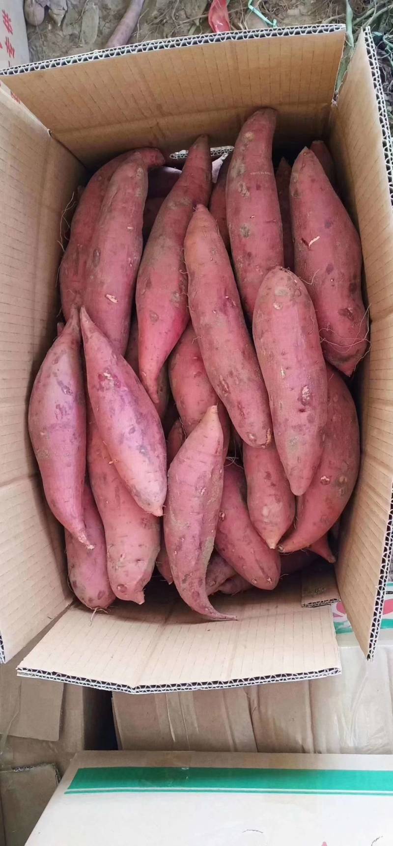 《实力》广西紫薯精品紫罗兰紫薯大量上市量大从优