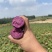 《实力》广西紫薯精品紫罗兰紫薯大量上市量大从优