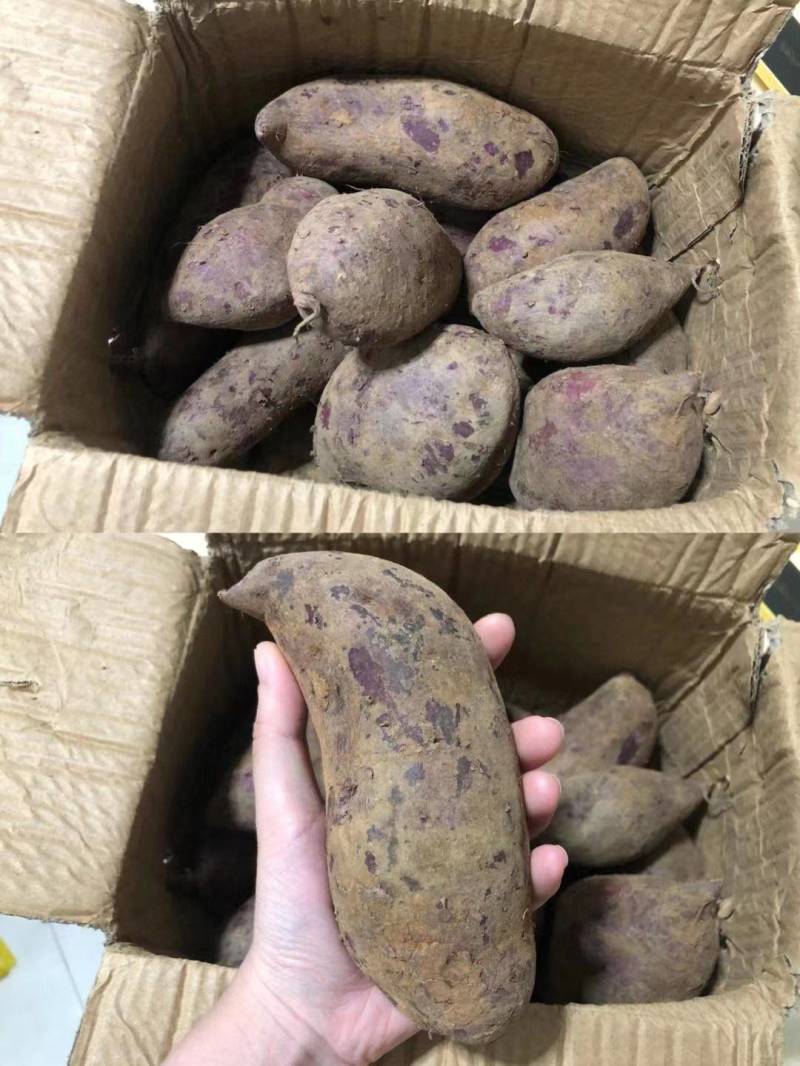 《实力》广西紫薯精品紫罗兰紫薯大量上市量大从优