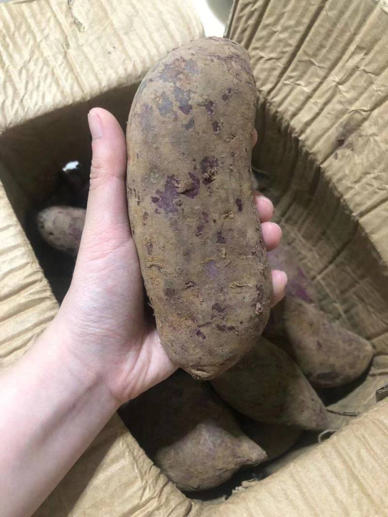《推荐》广西精品紫罗兰紫薯大量上市产地一手货源规格
