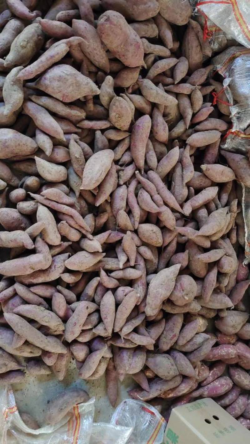 《推荐》广西精品紫罗兰紫薯大量上市产地一手货源规格