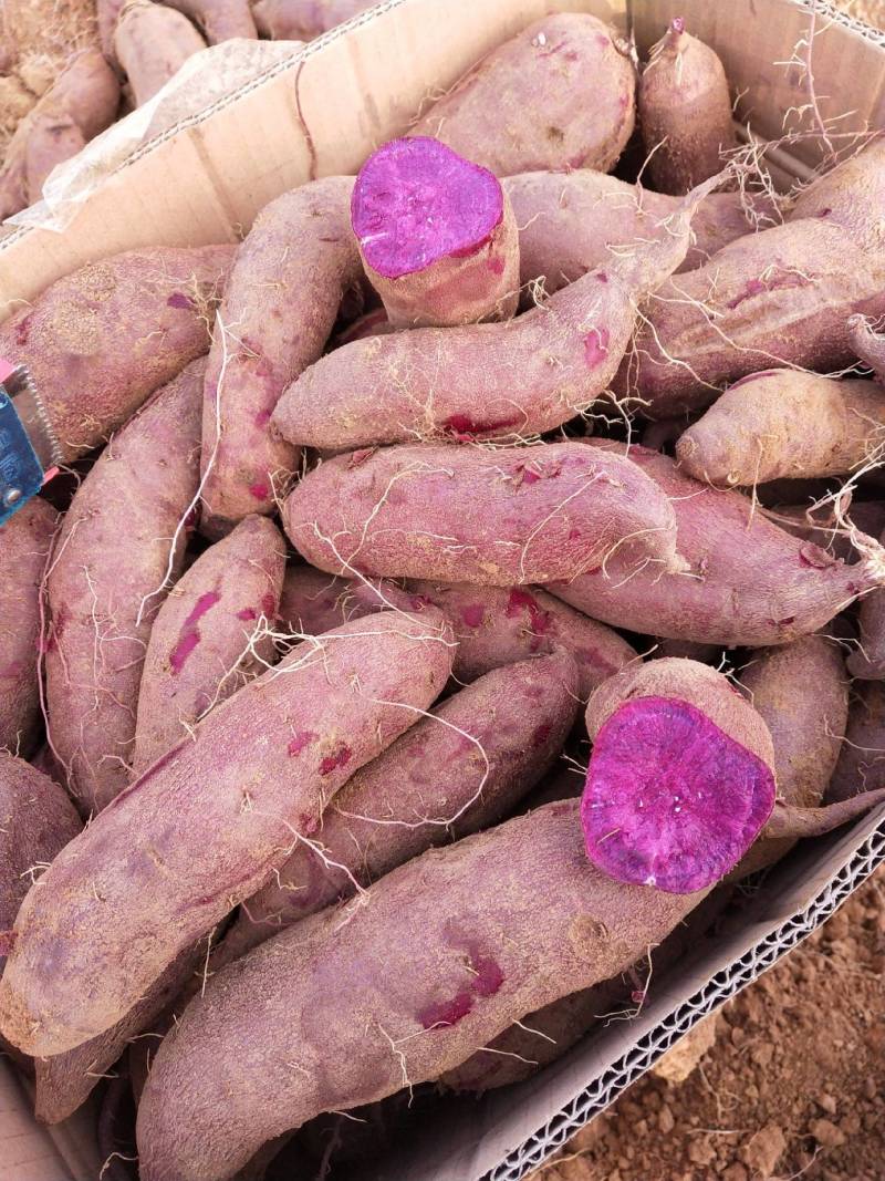 《推荐》广西精品紫罗兰紫薯大量上市产地一手货源规格