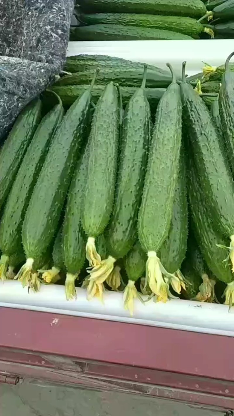 鲜花密刺黄瓜大量供应各大市场，商超电商平台！欢迎合作！