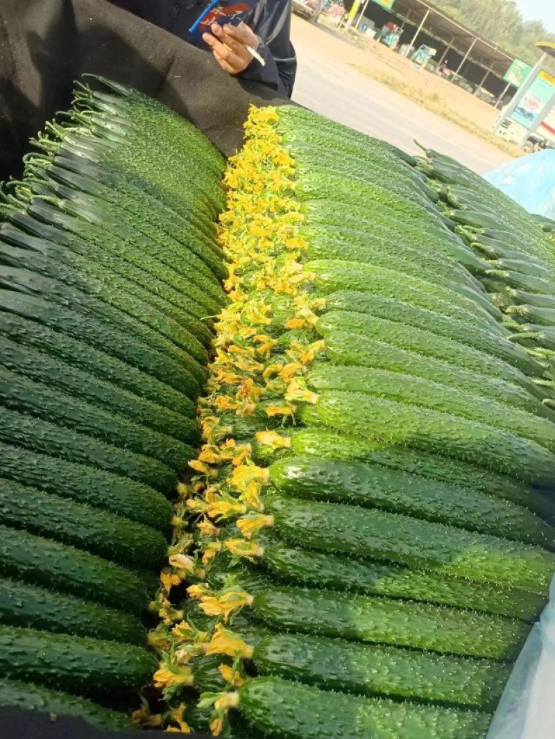 鲜花密刺黄瓜大量供应各大市场，商超电商平台！欢迎合作！