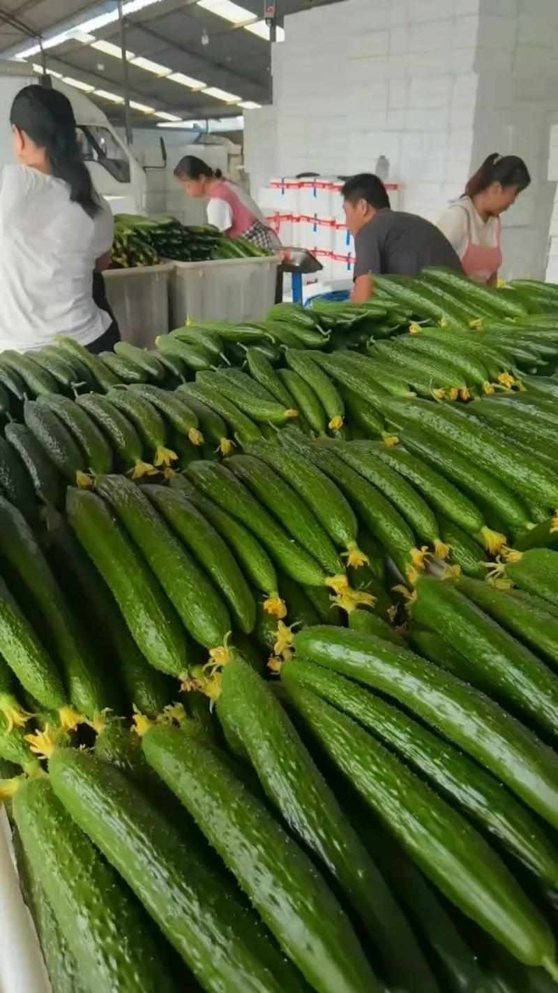 鲜花密刺黄瓜大量供应各大市场，商超电商平台！欢迎合作！