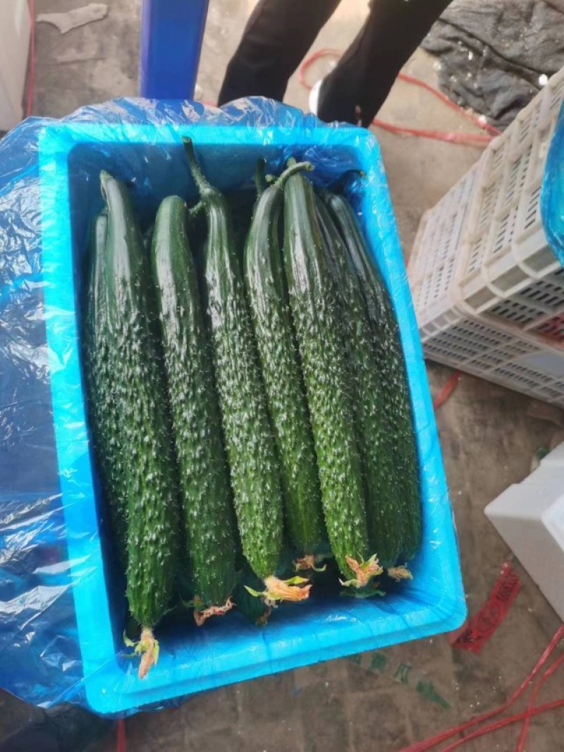 鲜花密刺黄瓜大量供应各大市场，商超电商平台！欢迎合作！