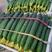 鲜花密刺黄瓜大量供应各大市场，商超电商平台！欢迎合作！
