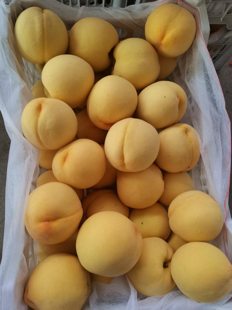 离核黄桃甜黄金大量上市了新鲜采摘货源充足价格便宜