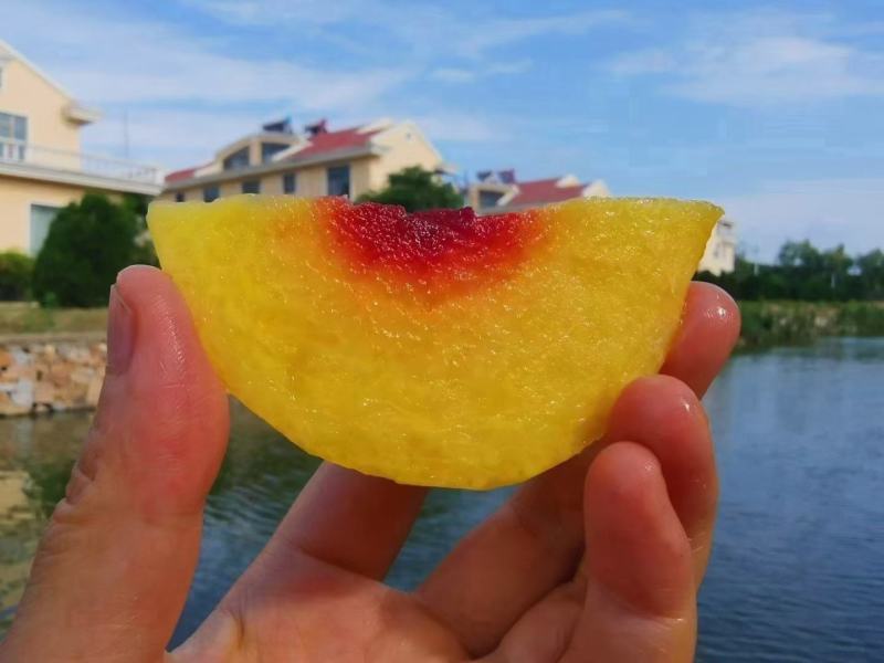 黄锦绣蜜桃，锦绣黄桃大量上市了新鲜采摘口感脆甜多汁