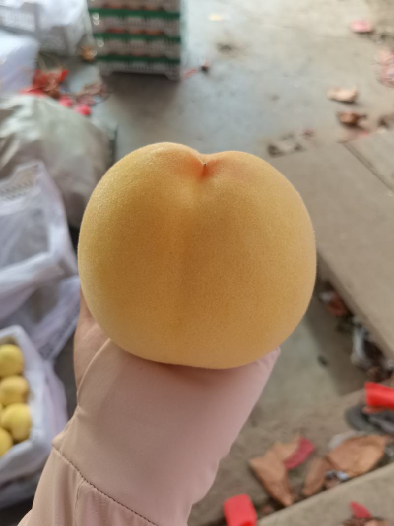 黄锦绣蜜桃，锦绣黄桃大量上市了新鲜采摘口感脆甜多汁