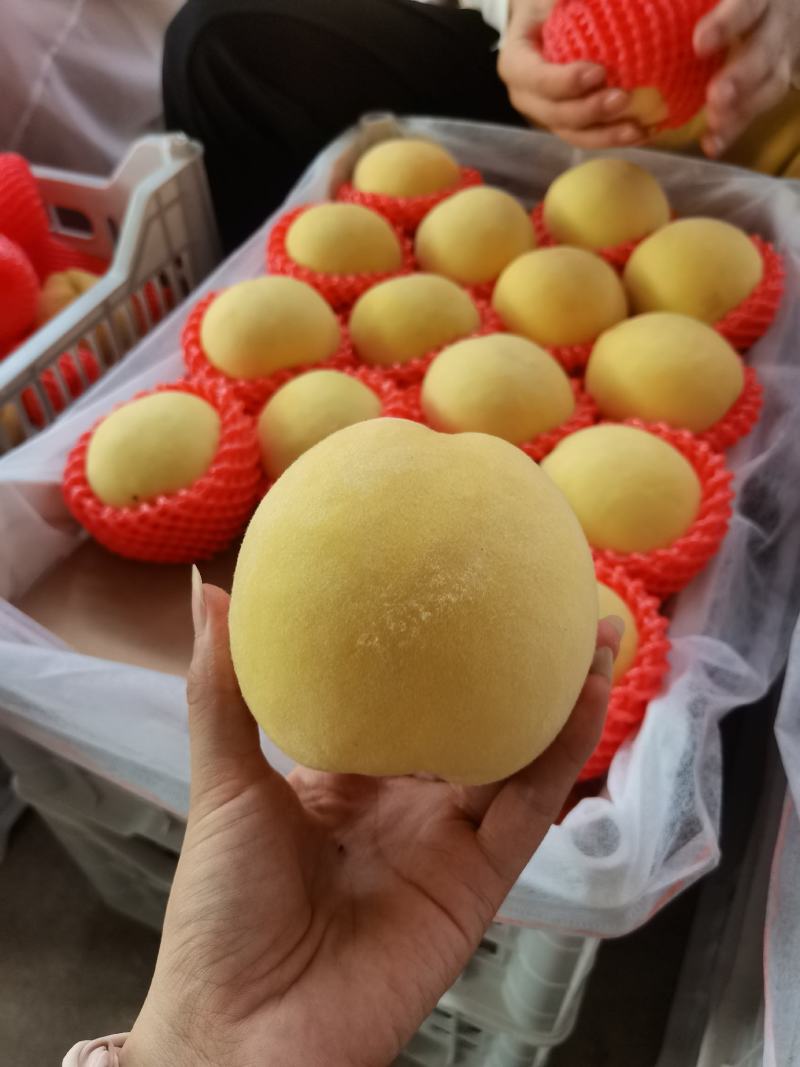 黄锦绣蜜桃，锦绣黄桃大量上市了新鲜采摘口感脆甜多汁