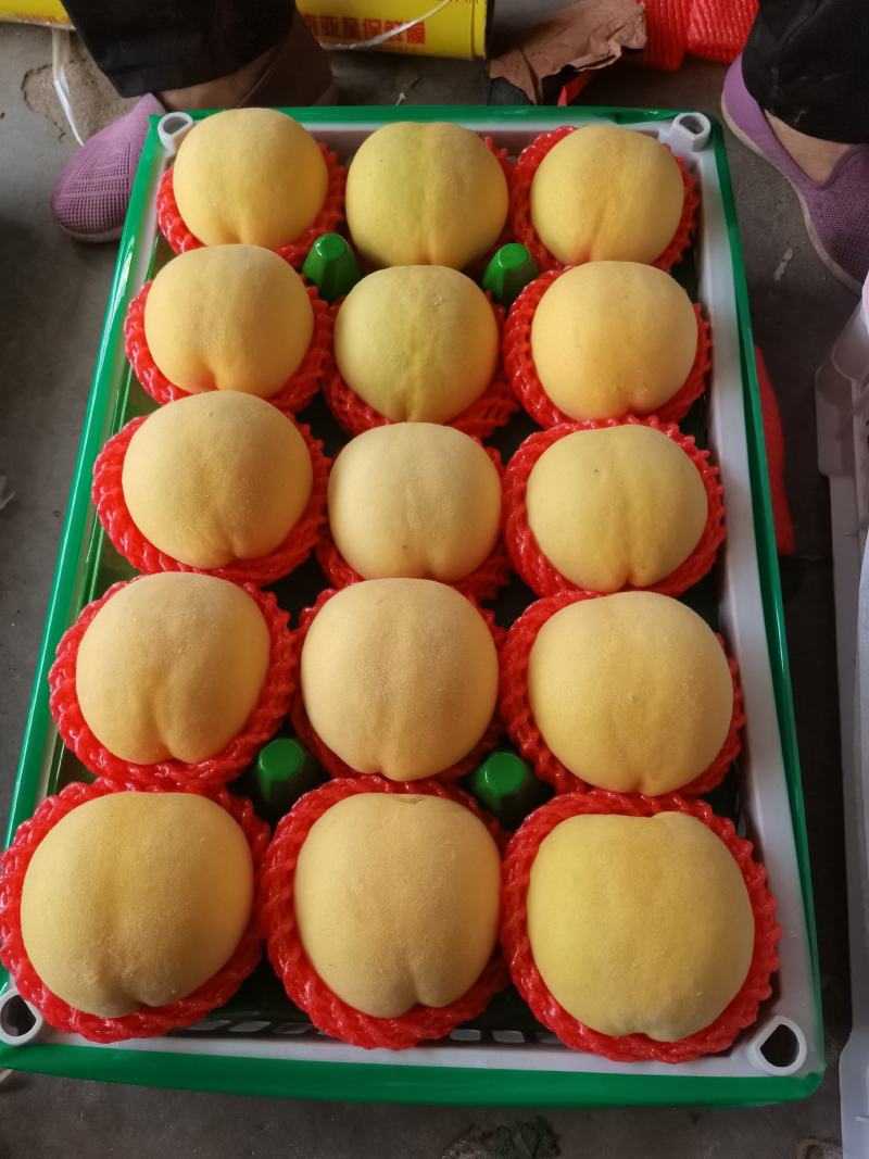 黄锦绣蜜桃，锦绣黄桃大量上市了新鲜采摘口感脆甜多汁