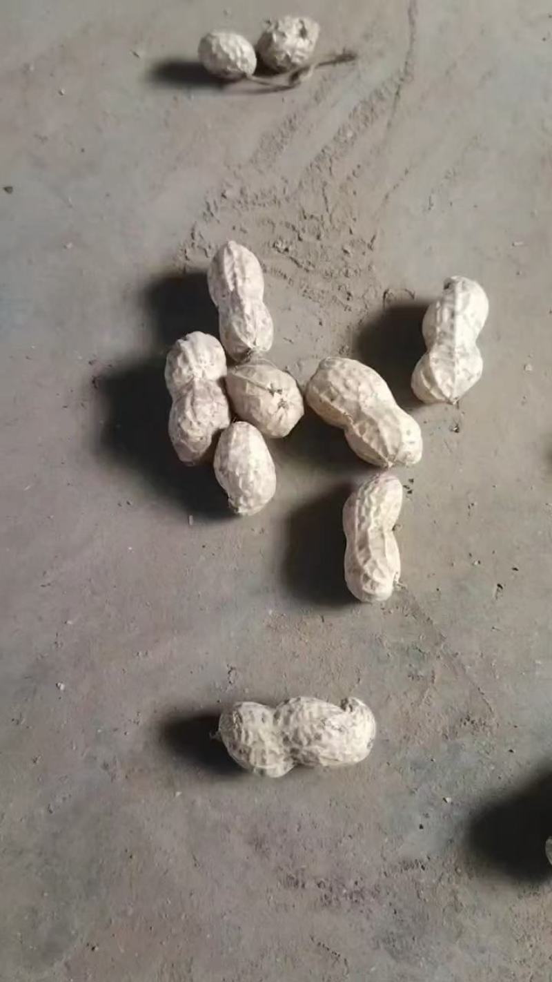 【精选】鲜花生种植基地！沙地鲁花小花生籽粒饱满！口感好！