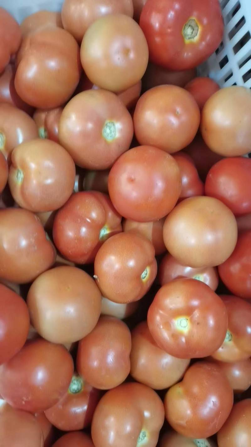 【硬粉西红柿】湖北长阳冷棚精品硬粉西红柿，大量上市
