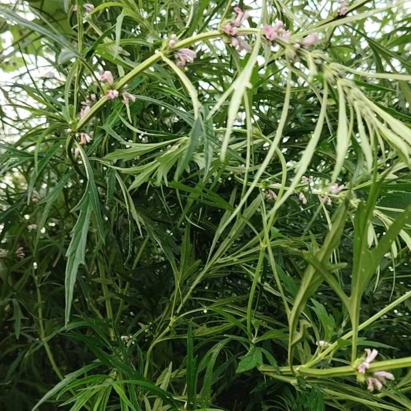 野生