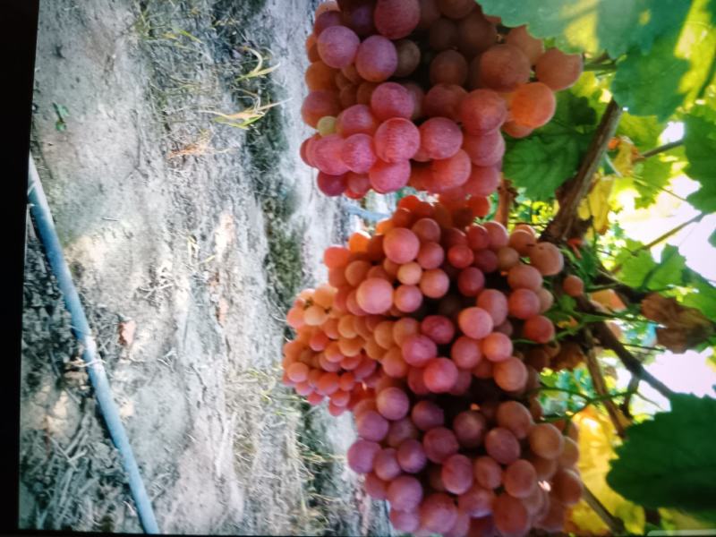 精品红提，红提之乡，货源充足，口感好，色度亮