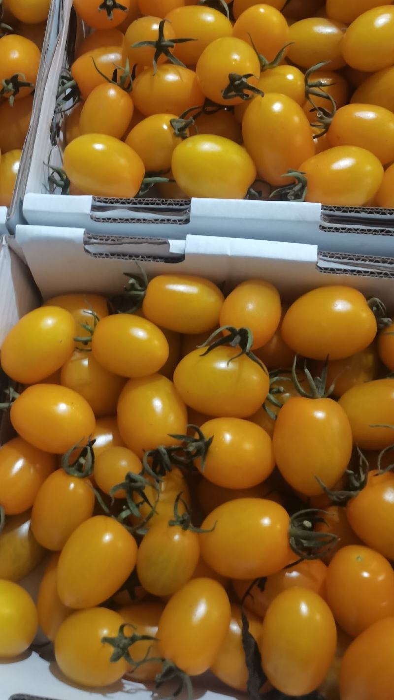 山西省大同市阳高县精品小西红柿