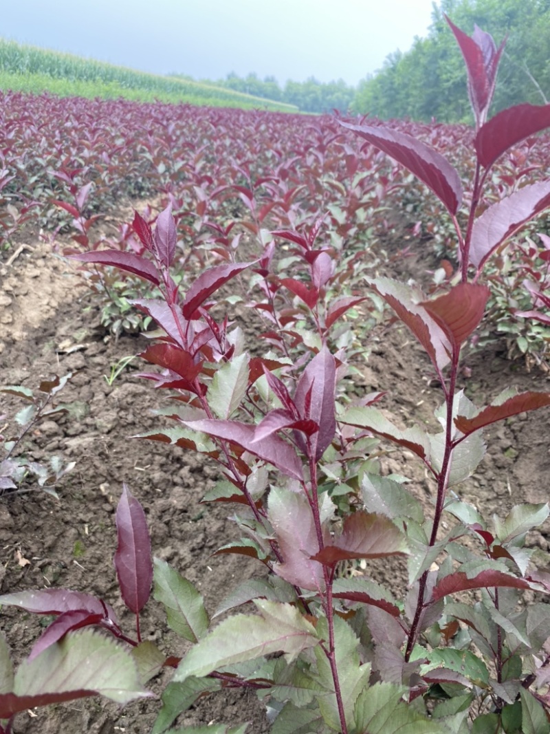 东北辽宁耐寒丛生三角枫绿篱苗茶条槭产地批发