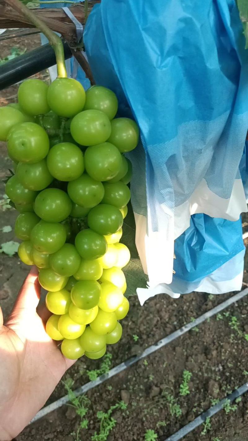 葡萄〔精品〕阳光玫瑰葡萄产地现摘颗粒均匀糖度高可视频看货