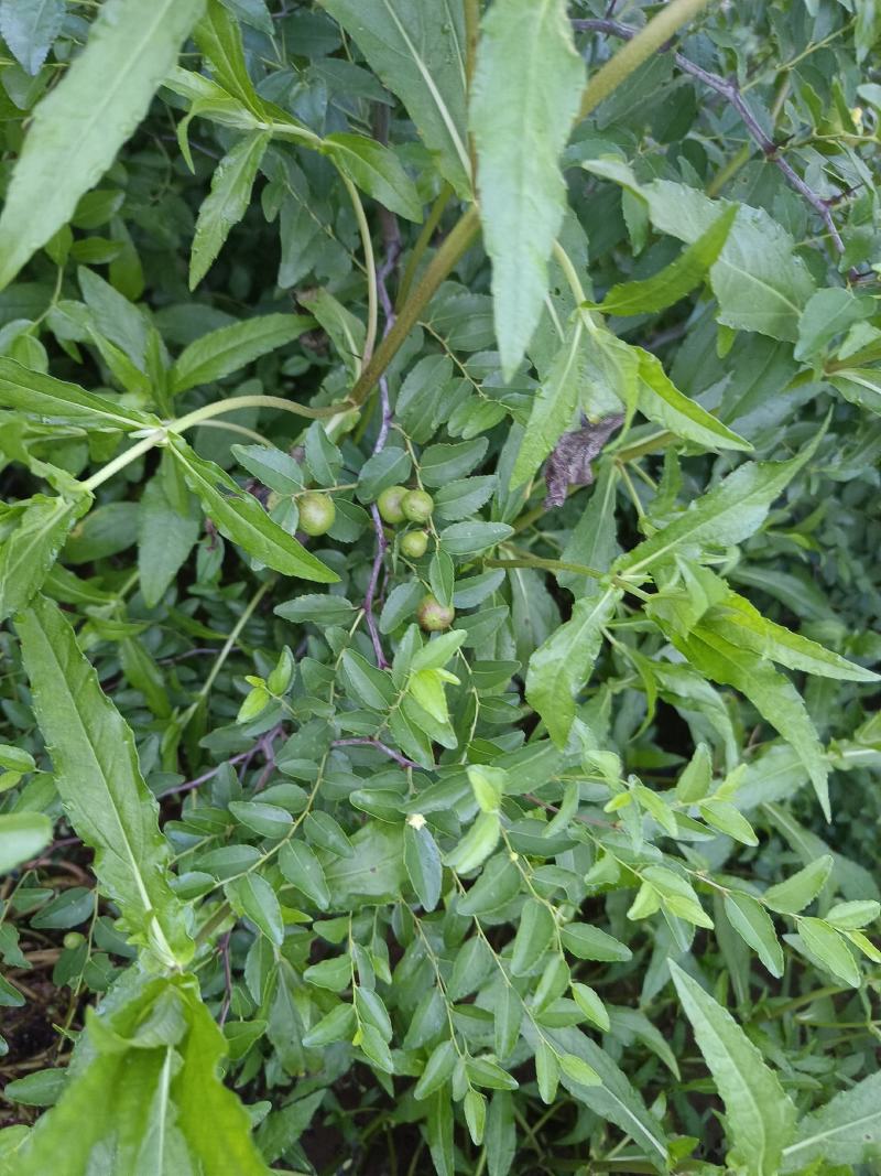 药用酸枣苗
